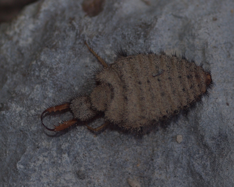 Myrmeleontidae